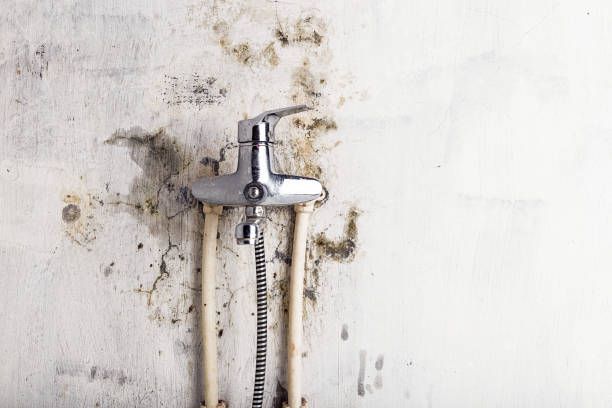 Best Mold Cleaning Services  in South Pottstown, PA