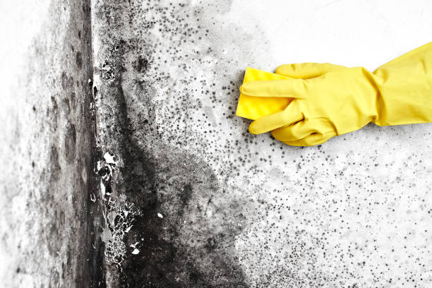 Best Emergency Mold Removal  in South Pottstown, PA