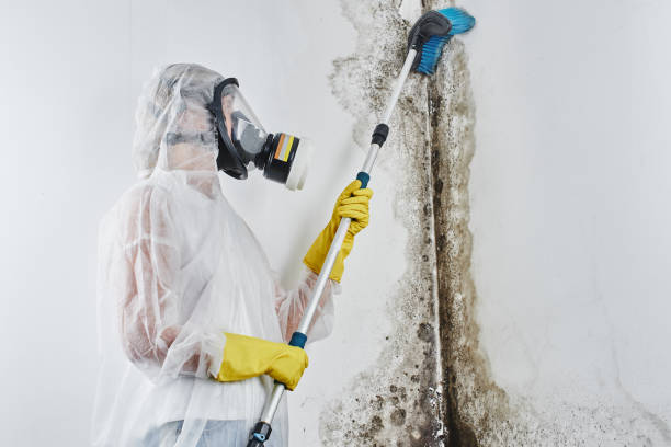Best Mold Damage Repair  in South Pottstown, PA