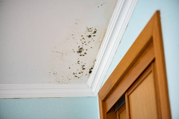 Best Local Mold Removal Service  in South Pottstown, PA