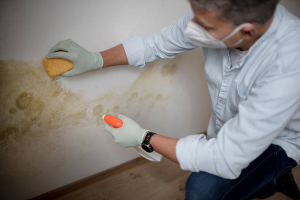 Best Mold Testing and Removal  in South Pottstown, PA