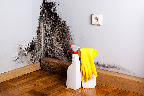 Certified Mold Removal in South Pottstown, PA