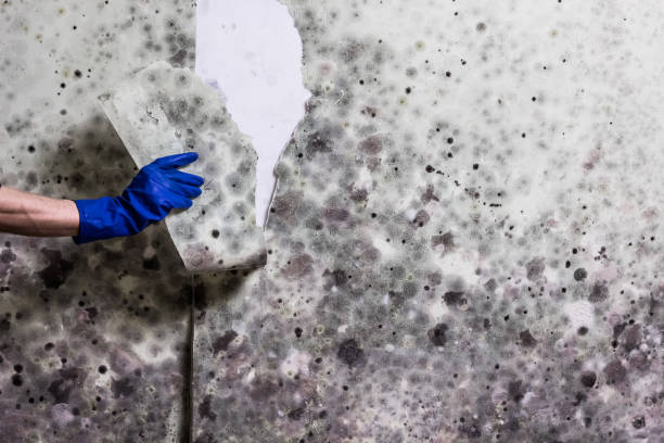 Best Fast Mold Removal  in South Pottstown, PA