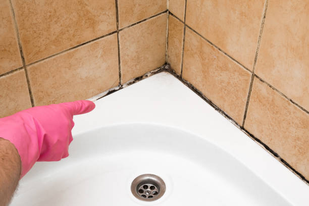 Professional Mold Removal in South Pottstown, PA